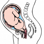 anatomical, anatomy, birth-1295896.jpg